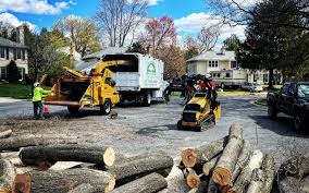 Best Tree Removal  in Lodi, WI