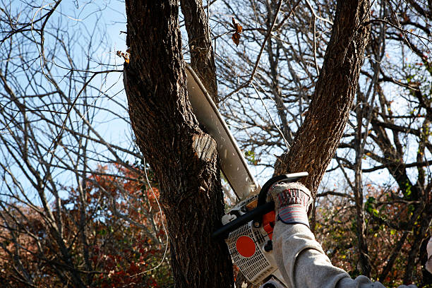 Trusted Lodi, WI Tree Removal Services Experts